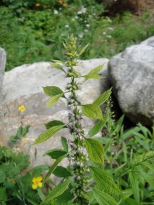 Motherwort (Leonorus cardiaca)