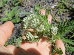 Yarrow (Achillea millefolium)